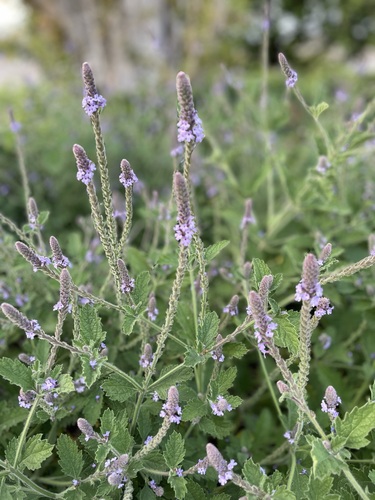 iNaturalist observation photo of western vervain
