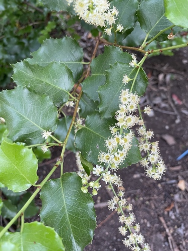 iNaturalist observation photo of hollyleaf cherry