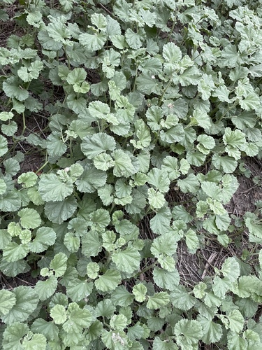 iNaturalist observation photo of alkali mallow
