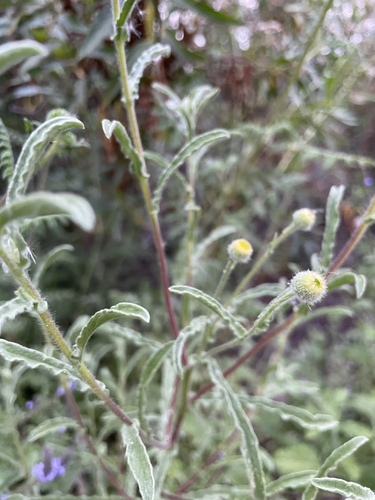 iNaturalist observation photo of Spanish False Fleabane