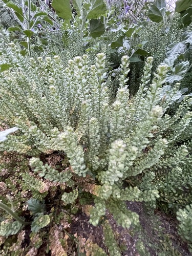 iNaturalist observation photo of Veiny Pepperweed