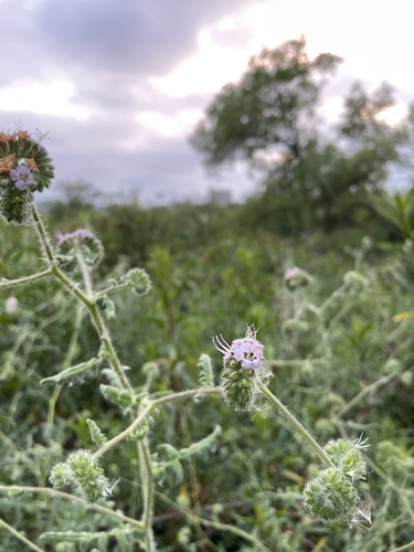 iNaturalist observation photo of branching phacelia