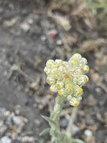 iNaturalist observation photo of cottonbatting plant