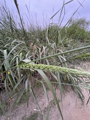 iNaturalist observation photo of giant wild rye