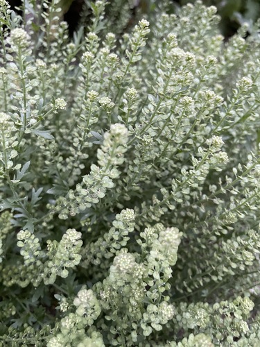 iNaturalist observation photo of Veiny Pepperweed