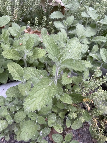 iNaturalist observation photo of western vervain