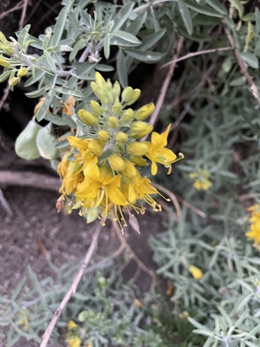 iNaturalist observation photo of Bladderpod