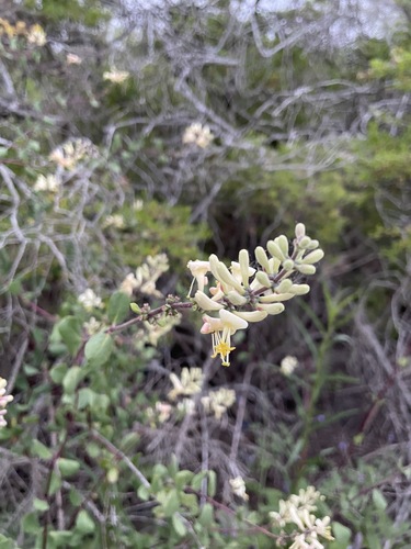 iNaturalist observation photo of Southern Honeysuckle