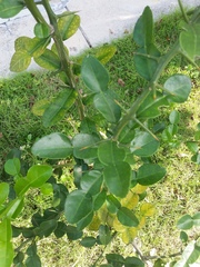 Citrus hystrix