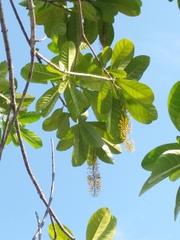 Lophanthera lactescens