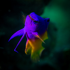 Fairy Basslet photo 2