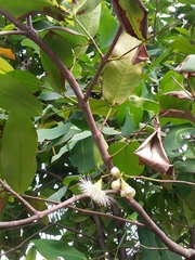Syzygium aqueum