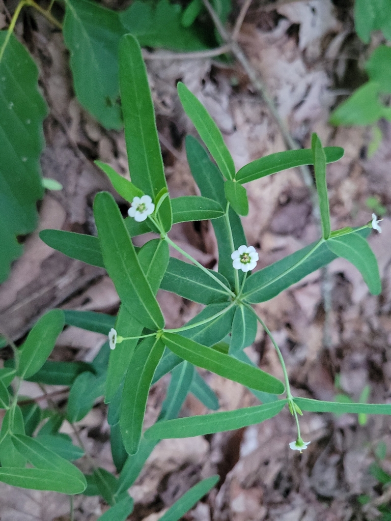 False Flowering Spurge
