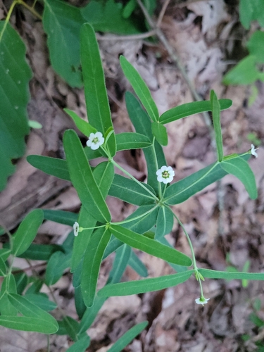 Euphorbia pubentissima Michx.