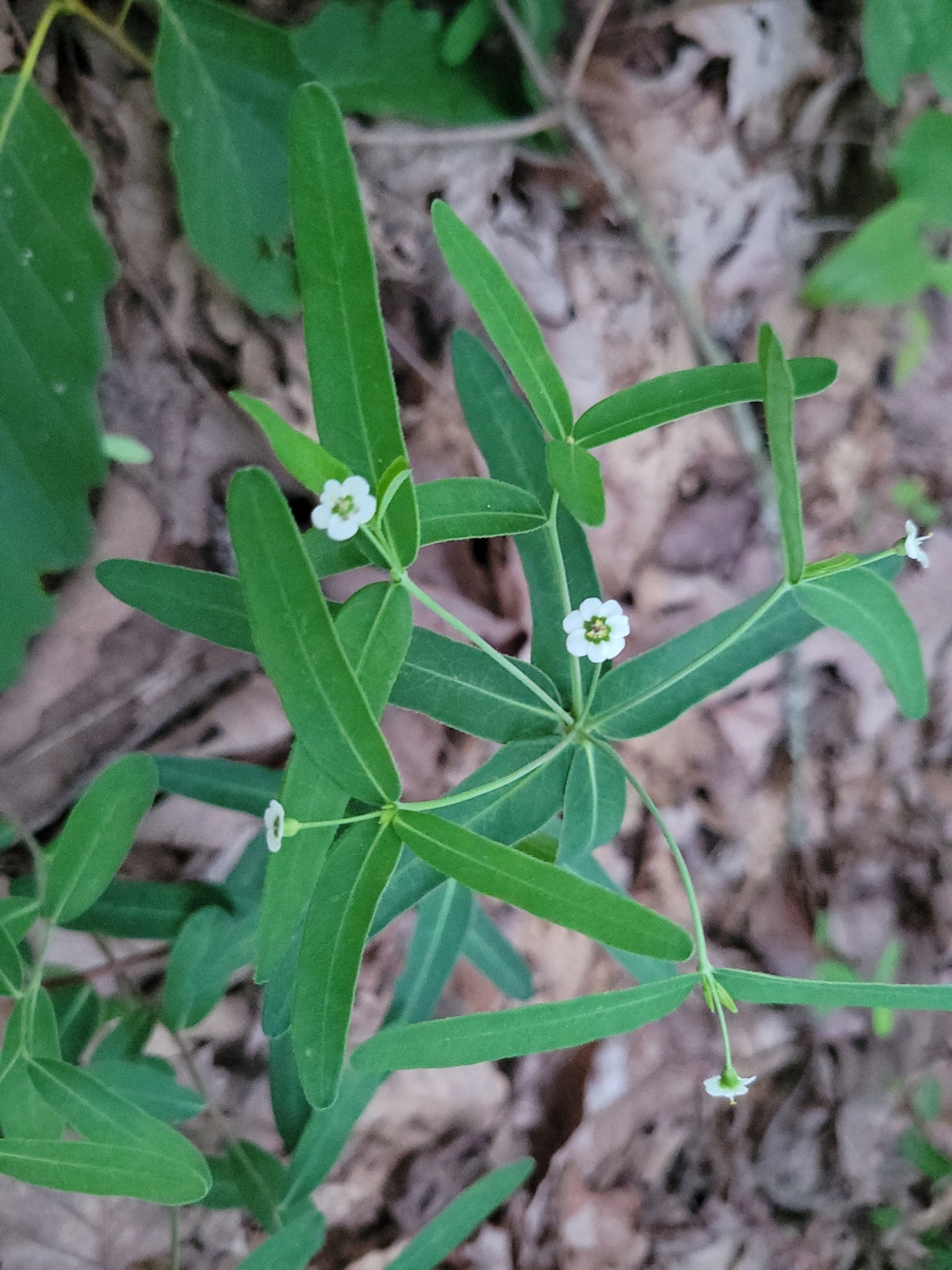 Euphorbia pubentissima