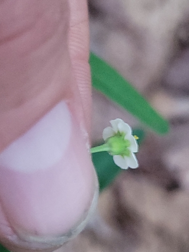 Image of Euphorbia pubentissima by (c) jamie bee, some rights reserved (CC BY)