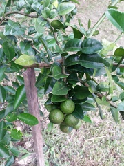 Citrus hystrix