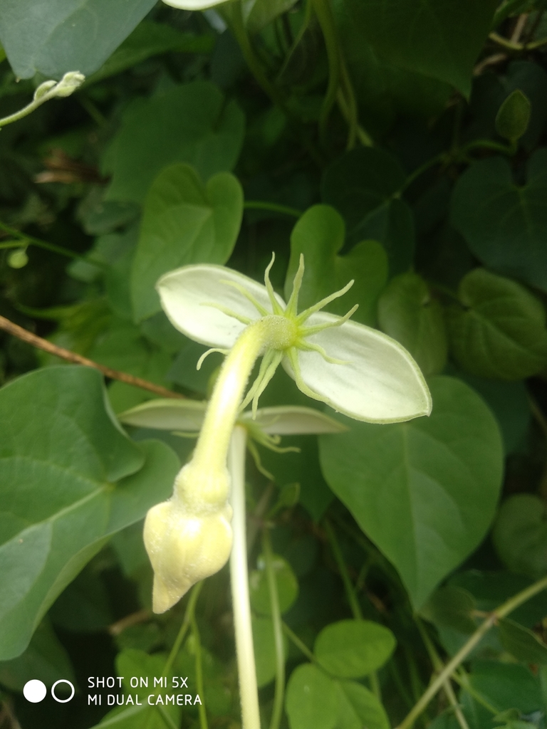 Thunbergia guerkeana