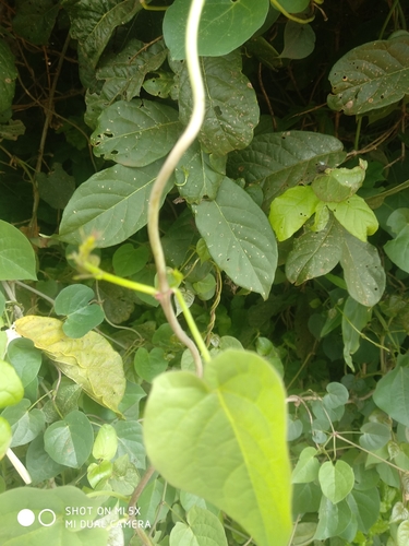 Thunbergia guerkeana image