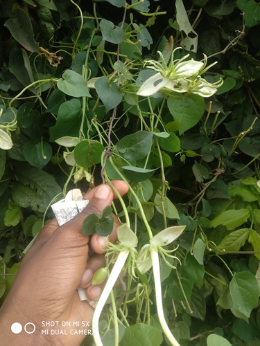 Thunbergia guerkeana image