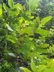 Syzygium aqueum