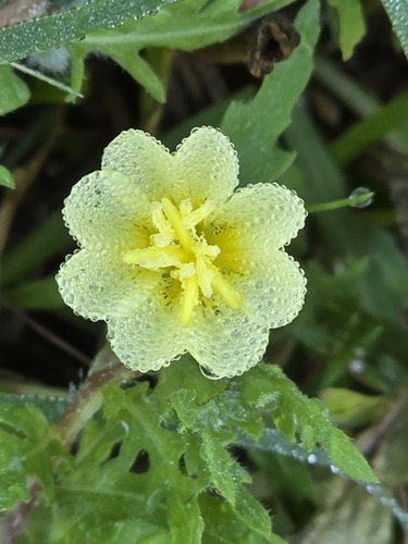 Cutleaf evening primrose (Oenothera laciniata)