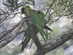 Rhynchopsitta terrisi
