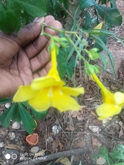 Allamanda
