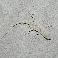 Mediodactylus russowii