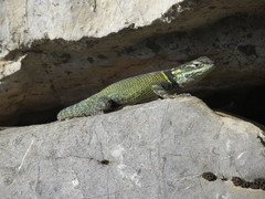 Sceloporus oberon
