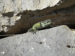 Sceloporus oberon