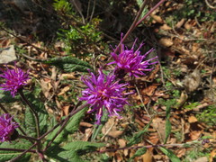 Vernonia greggii