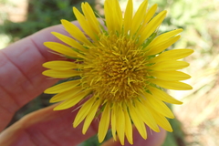 Berkheya echinacea
