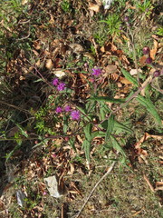 Vernonia greggii
