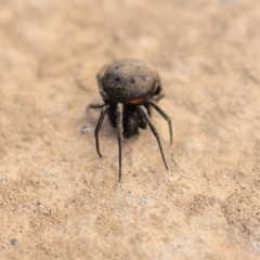 Steatoda paykulliana