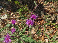 Vernonia greggii