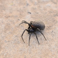 Steatoda paykulliana