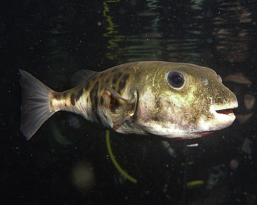 Hardys toadfish (Contusus brevicaudus) — Tetraodontidae
