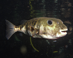 Contusus brevicaudus