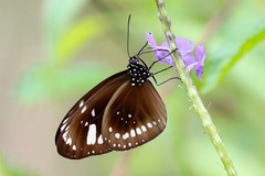 Euploea lewinii