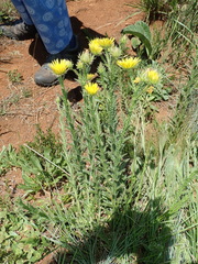 Berkheya echinacea