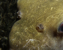 Contusus brevicaudus