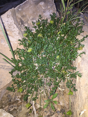 Cymopterus petraeus