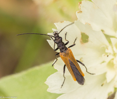 Oedemera flavipennis