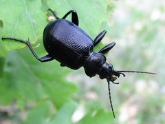 Calosoma inquisitor