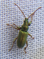 Phyllobius argentatus