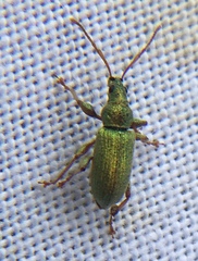Phyllobius argentatus