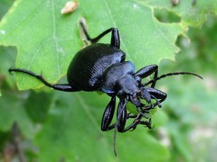 Calosoma inquisitor