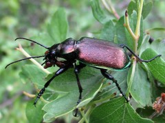 Calosoma inquisitor