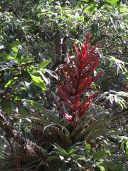 Tillandsia parryi